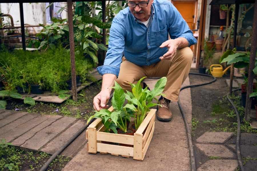 Un homme s'occupant de jeunes plants dans une caisse en bois à l'intérieur d'une serre.